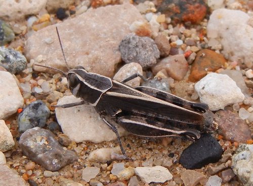 Barbary Grasshopper