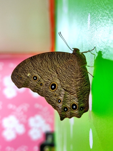 Common Evening Brown, 42XJ+966, Shrimaa Niketan, Kumarghat, Tripura 799264, India, photo 7 of 10