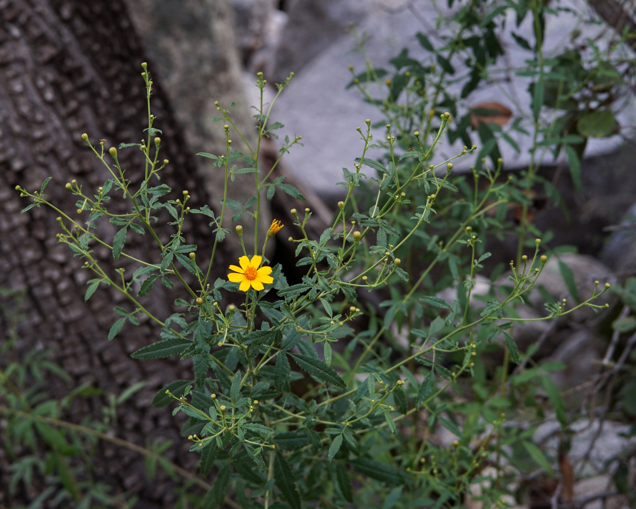 Lemmon's Marigold (Tagetes lemmonii)