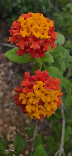 common lantana (Lantana camara)