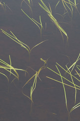 Sparganium hyperboreum