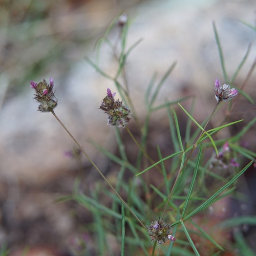 Sonoran Prairie Clover (Dalea filiformis)