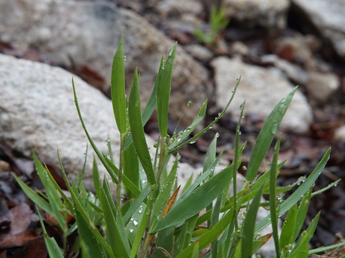 hairy rosette-panicgrass (Dichanthelium acuminatum)