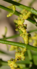 Phoradendron brachystachyum