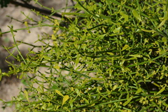 Phoradendron brachystachyum