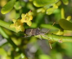 Leptoglossus brevirostris