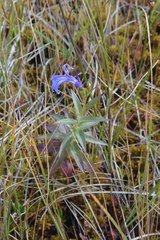 Lobelia sessilifolia