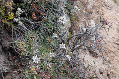 Leontopodium jacotianum