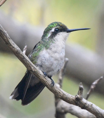 Chlorostilbon mellisugus