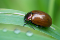 Chrysolina polita