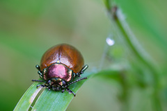 Chrysolina polita