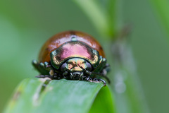 Chrysolina polita