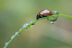 Chrysolina polita