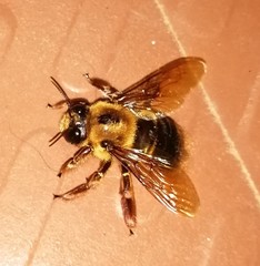 Xylocopa tranquebarica