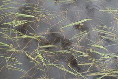 Sparganium hyperboreum