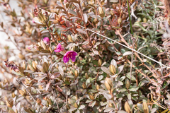 Rhododendron lepidotum
