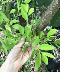 Erythroxylum coca
