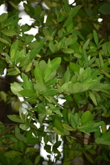 Erythroxylum coca
