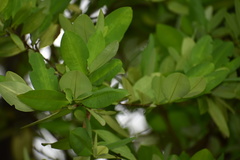 Erythroxylum coca
