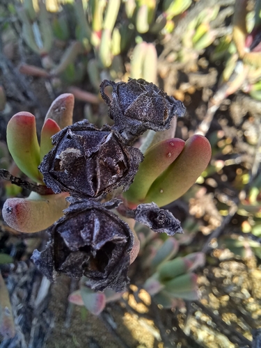 Hereroa fimbriata L.Bolus 2
