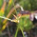 Carex dolichocarpa - Photo (c) Nadezhda Liksakova, some rights reserved (CC BY-NC), uploaded by Nadezhda Liksakova