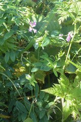 Lathyrus palustris pilosus