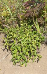 Arnica unalaschcensis