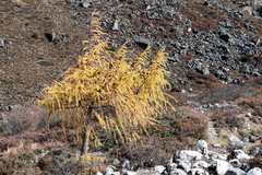 Larix potaninii himalaica