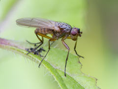 Eccoptomera pallescens