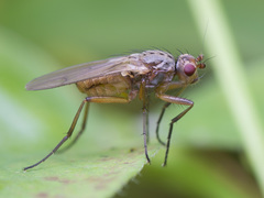 Eccoptomera pallescens