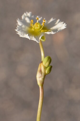 California damsonium (Damasonium californicum)