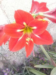 Hippeastrum vittatum