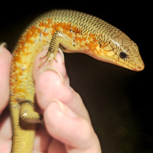 Chinese Skink