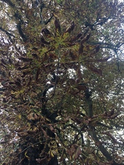 Aesculus hippocastanum