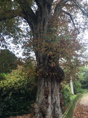 Aesculus hippocastanum