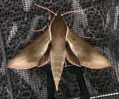 Theretra indistincta