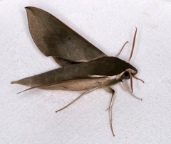 Theretra indistincta