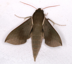 Theretra indistincta