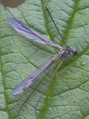 Dicranomyia tristis