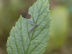 Dicranomyia tristis