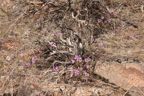 Large-flower Clarkia (Clarkia pulchella)