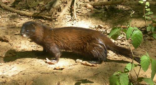 European Mink