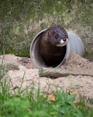 European Mink photo 3