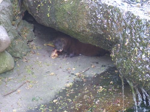 European Mink
