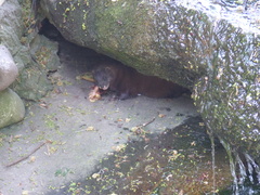 European Mink photo 2