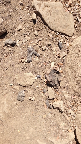 iNaturalist observation photo of Mammals