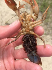 Lacunicambarus nebrascensis