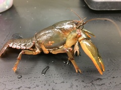 Lacunicambarus nebrascensis