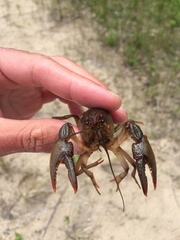 Lacunicambarus nebrascensis