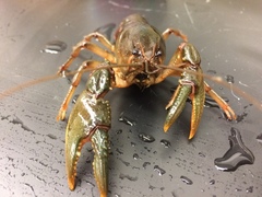 Lacunicambarus nebrascensis